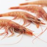 Prawn