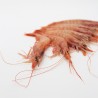 Prawn