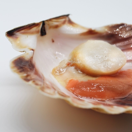 Galician Scallop