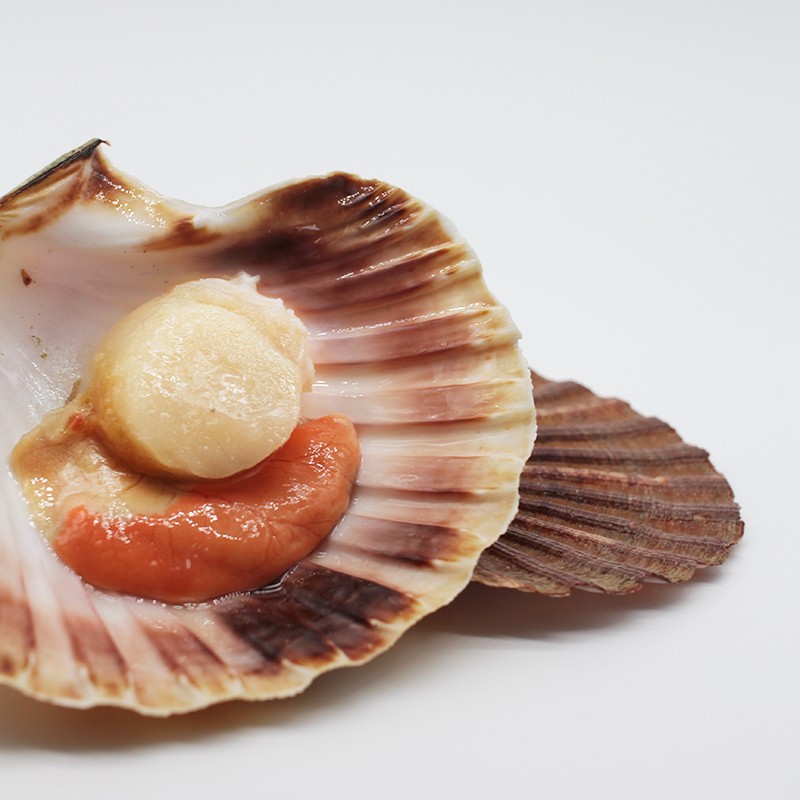 Galician Scallop