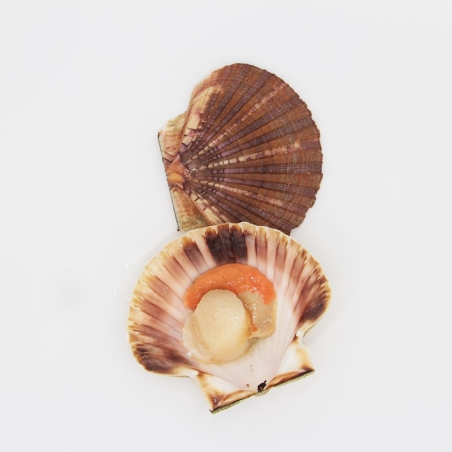 Galician Scallop