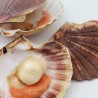 Galician Scallop