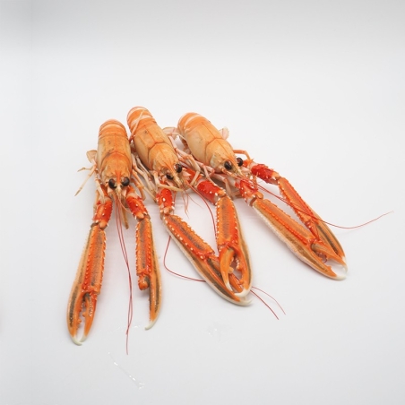 Langoustines