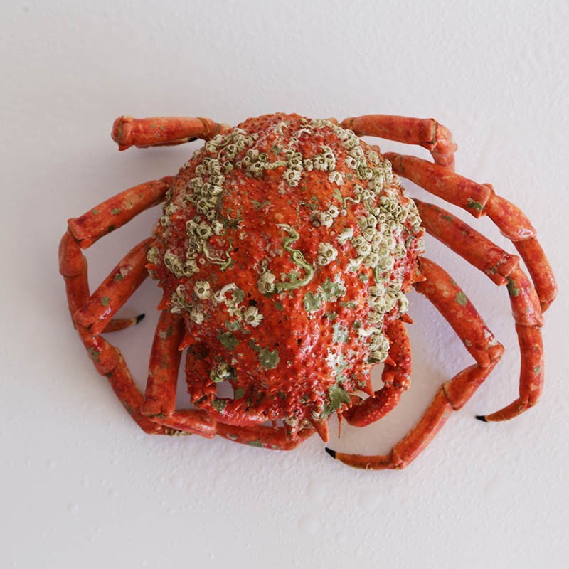Buy Spider crab - fresh seafood home delivery