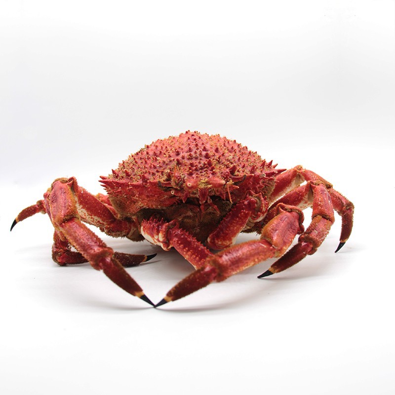 Buy Spider crab from the Galician Bays - fresh seafood home delivery