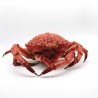 Estuary spider crab