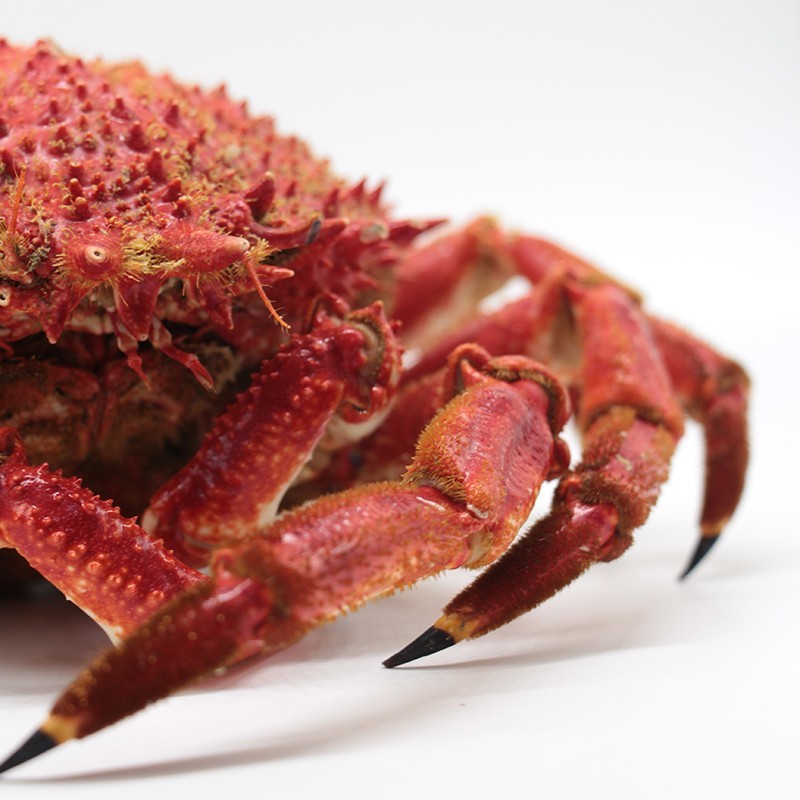 Buy Spider crab from the Galician Bays - fresh seafood home delivery