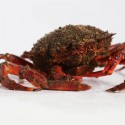 Estuary spider crab