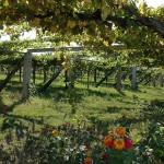 El vino de la D.O de Rías Baixas, uno de los mejores maridajes para mariskito