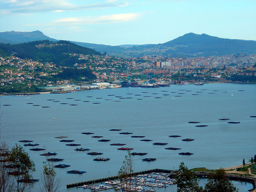 mejillón-Galicia