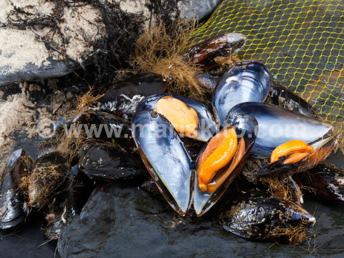 mejillones-nutritivos