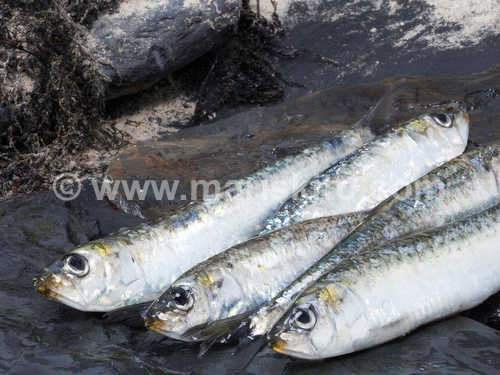 pescado-dieta-mayores