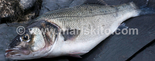 Pescado, protagonista de la dieta mediterránea