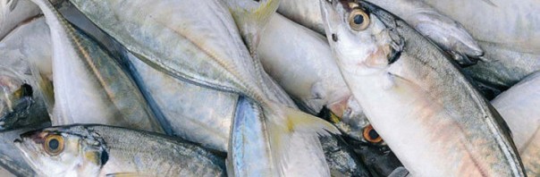 Beneficios y propiedades del pescado blanco