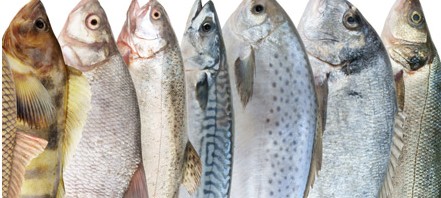 ¿Cuál es el pescado más sano?
