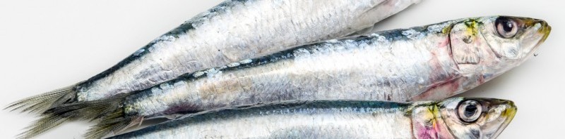 La sardina, protección para el corazón