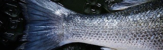¿Nos hace daño el mercurio en el pescado?