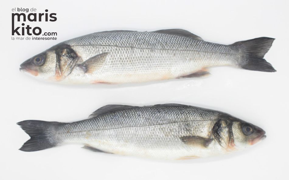 lubina-salvaje-lubina-piscifactoría