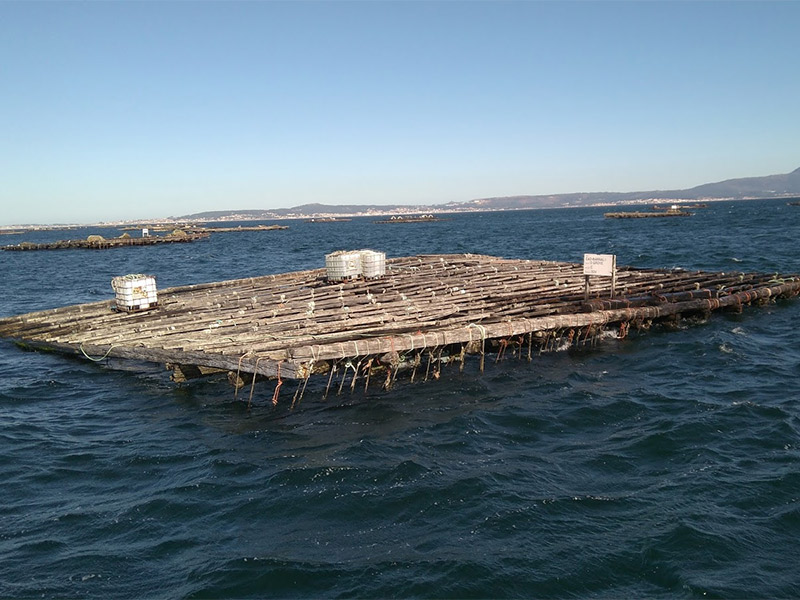 Batea de mejillones en la ría de Vigo