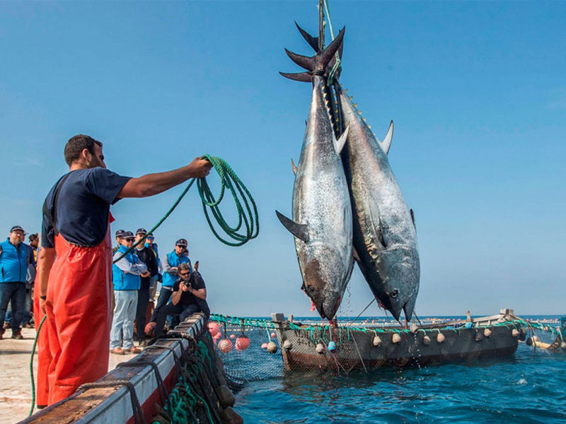 La pesca del atún