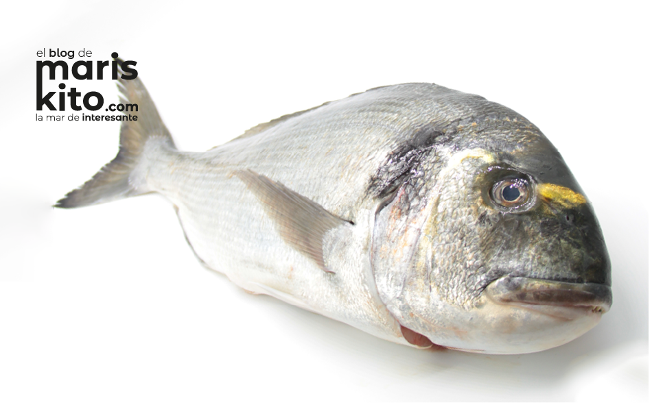 La dorada, un delicioso pescado blanco, salvaje o de cultivo