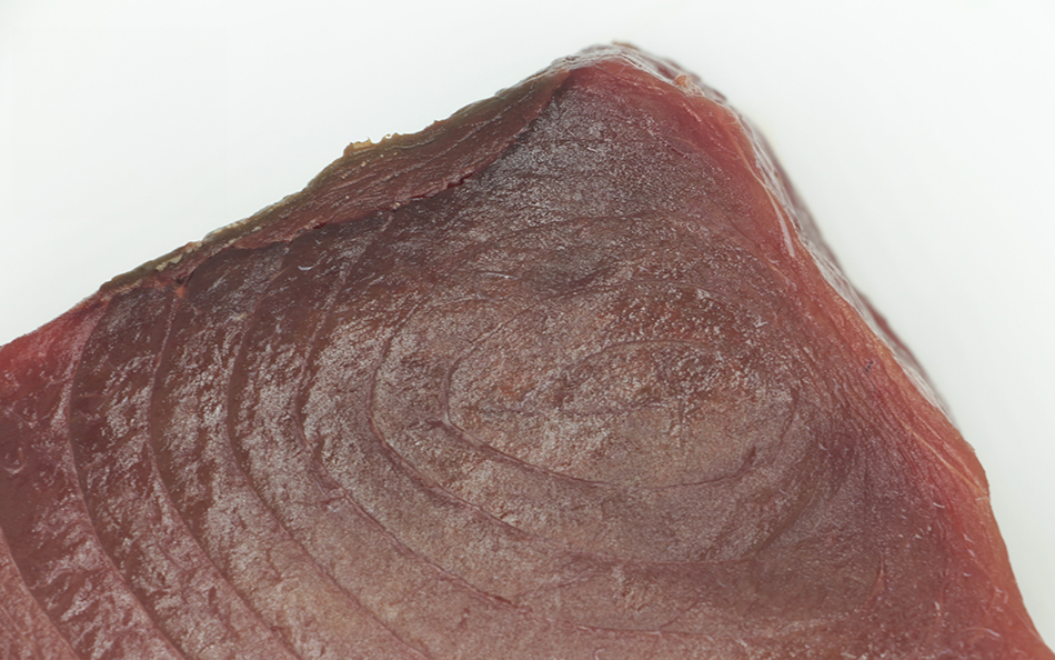 Atún (Thunnus thynnus)