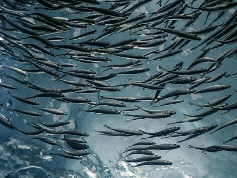 Cardumen de sardinas