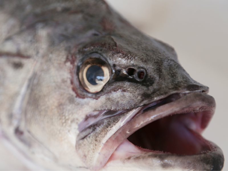 El mero (Epinephelus marginatus)