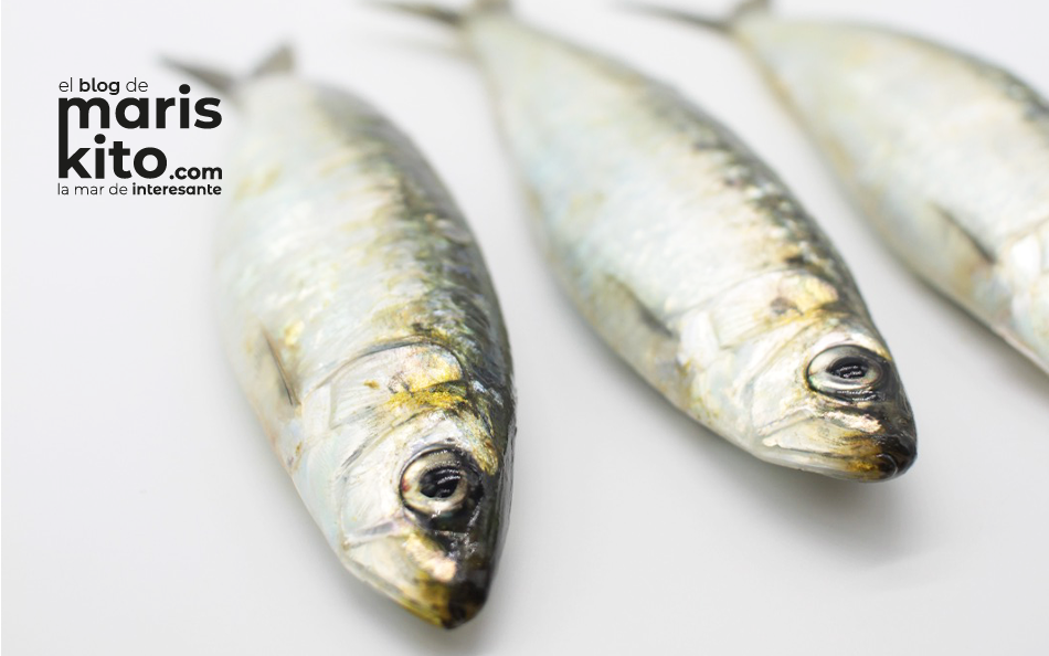 sardina-pescado-azul