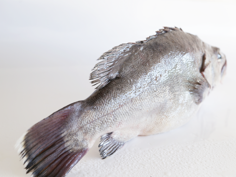 Mero (Epinephelus marginatus)