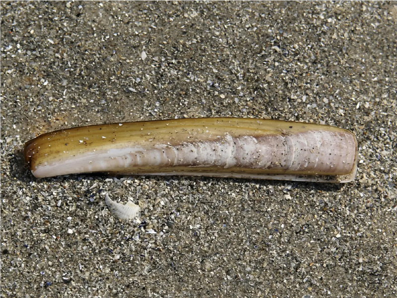 Navaja común o navaja curvada (Ensis ensis)