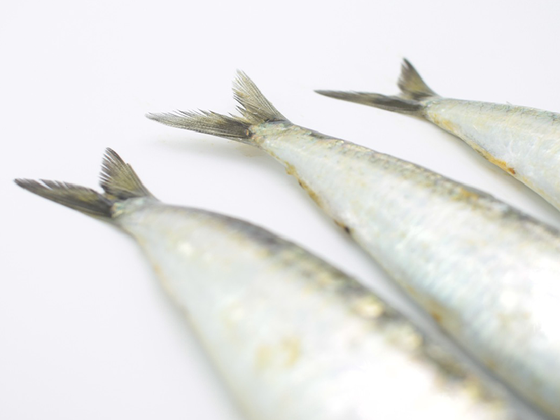 Sardina (Sardina pilchardus)