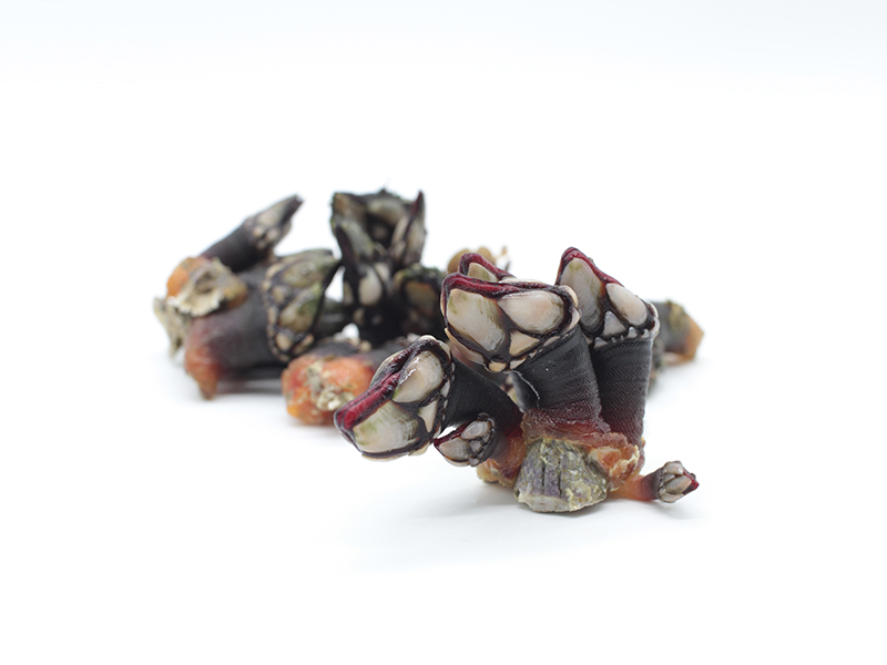 Deliciosos percebes gallegos