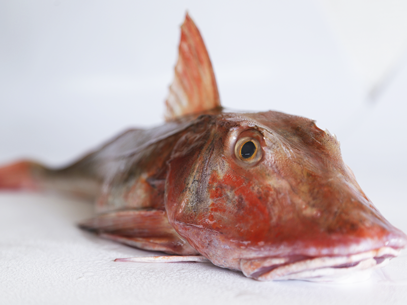 El cabracho (Scorpaena scrofa)