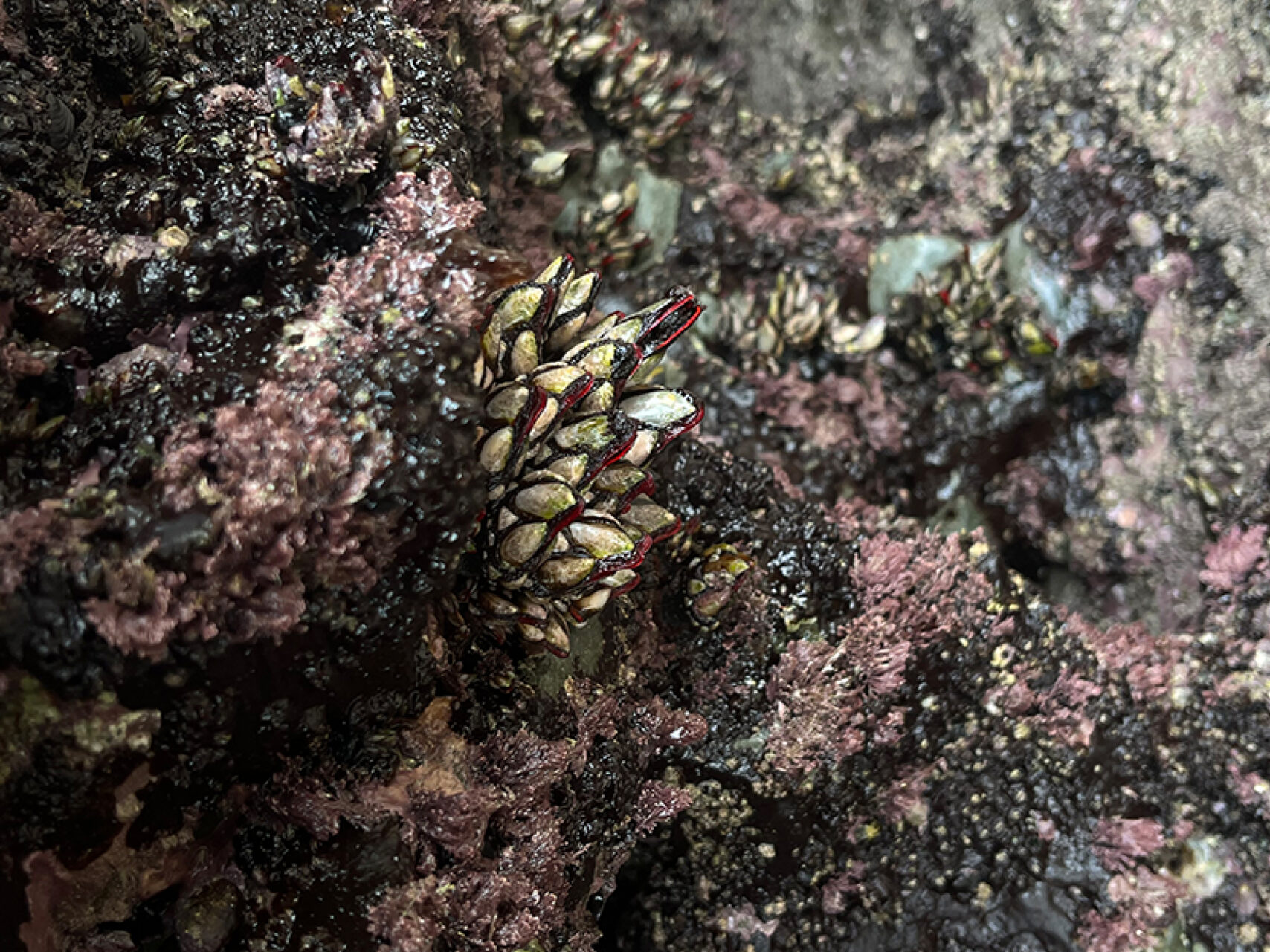 Piña de percebes gallegos