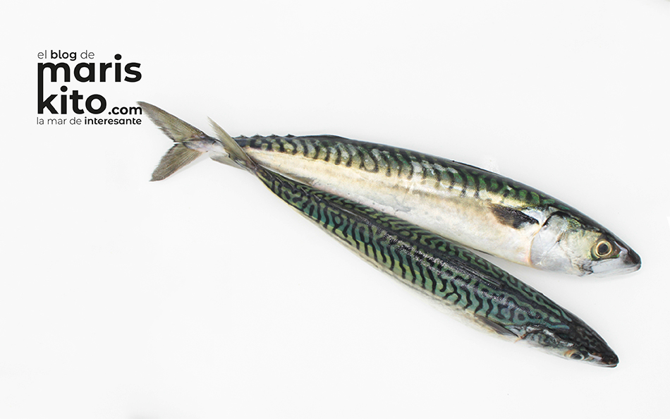 Caballa, un pescado azul muy tradicional