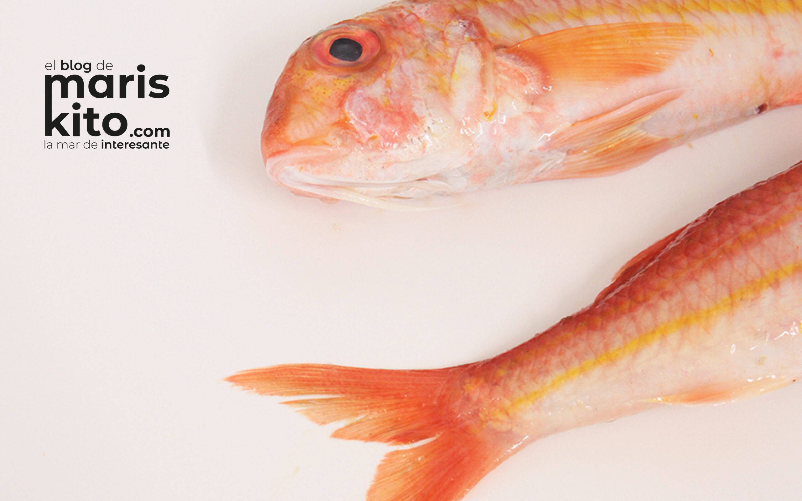 Descubre los mejores mariscos y pescados de temporada en julio