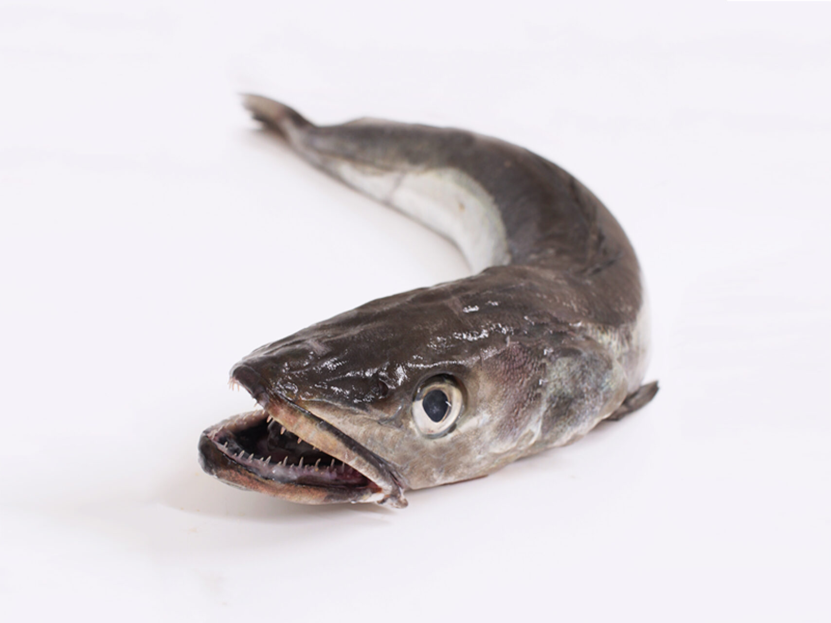 Merluza de pincho (Merluccius merluccius)