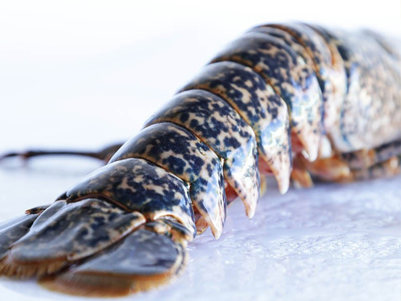 Bogavante azul (Homarus gammarus)