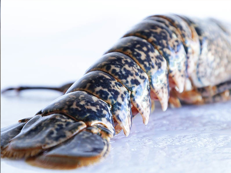 El bogavante es uno de los mariscos más apreciados de agosto