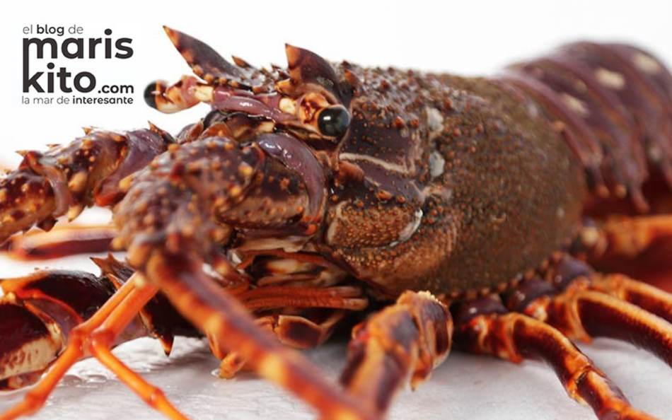 La langosta: uno de los mariscos más apreciados
