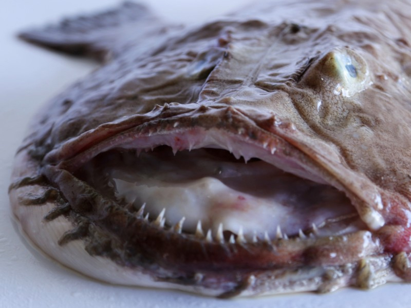 Rape negro (Lophius budegasa)