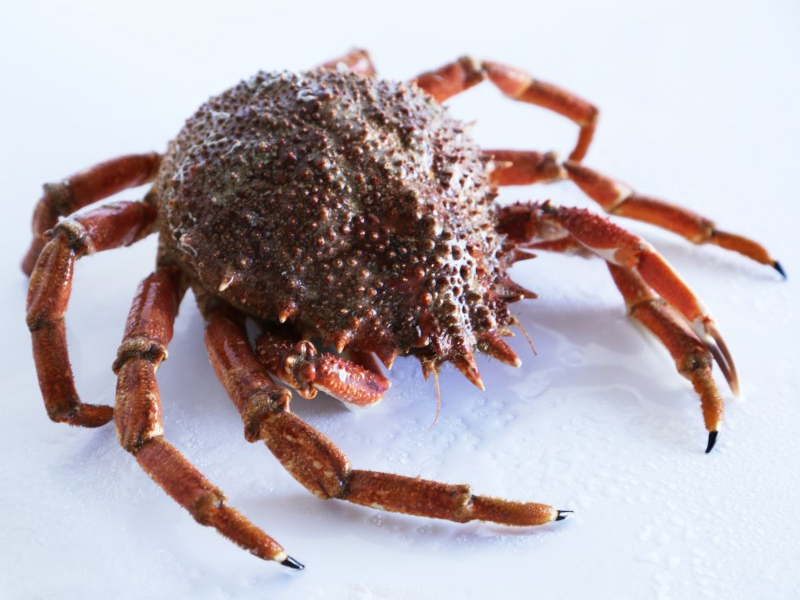 Centolla de la Ría (Maia brachydactyla)