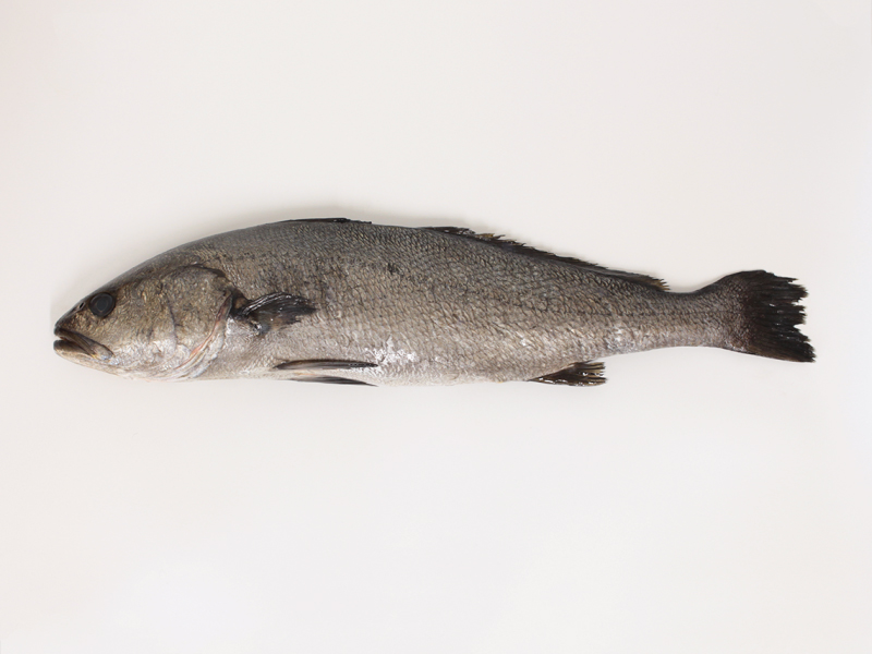Corvina (Argyrosomus regius)