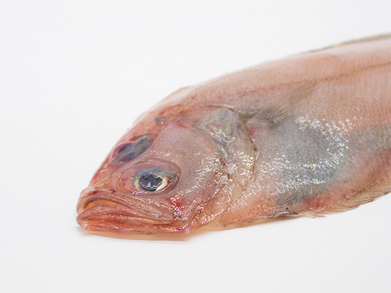 El gallo (Lepidorhombus whiffiagonis)