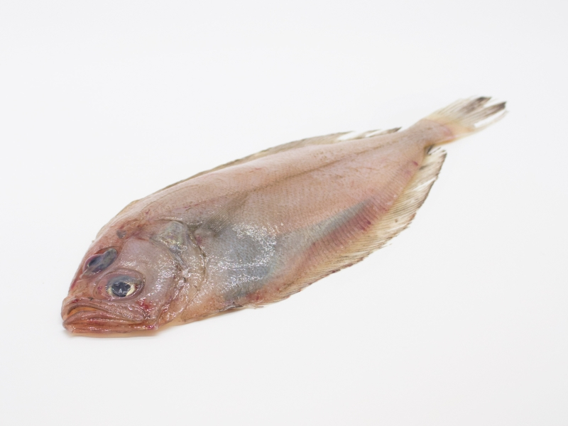 El gallo (Lepidorhombus wiffiagonis)