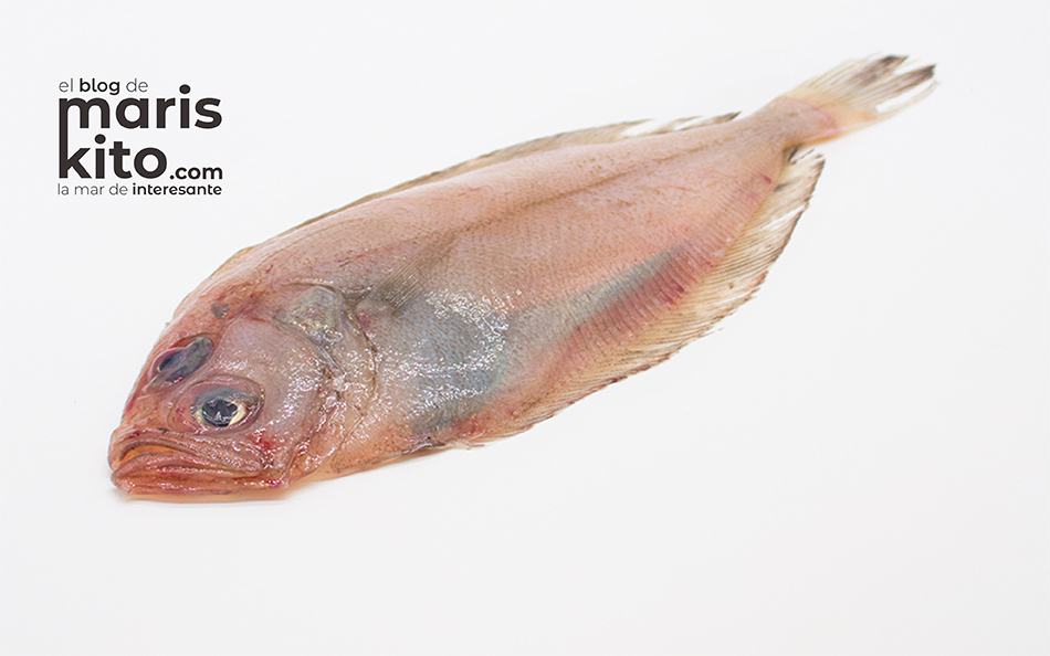 El gallo, un pescado muy fácil de comer