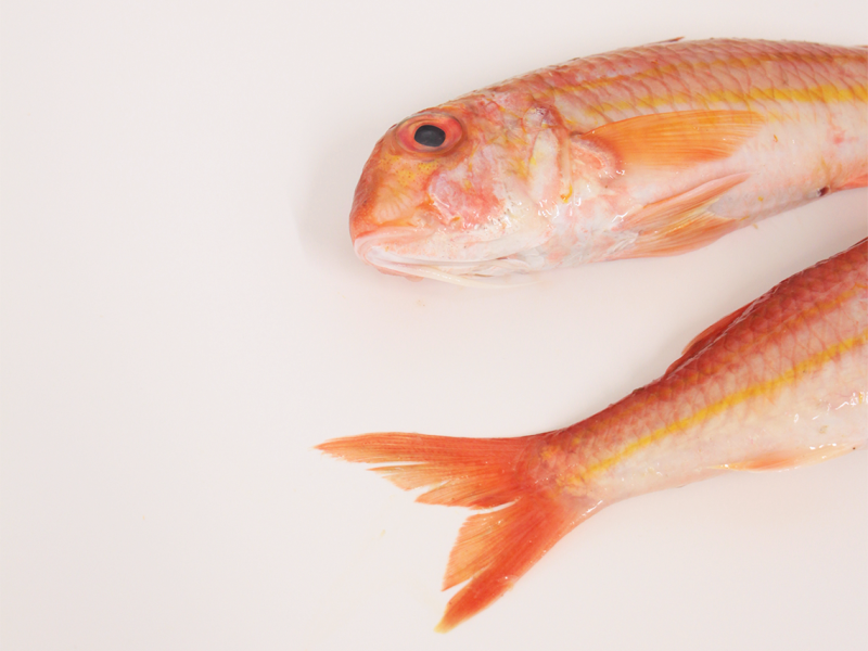 El salmonete (Mullus surmuletus  y Mullus barbatus)