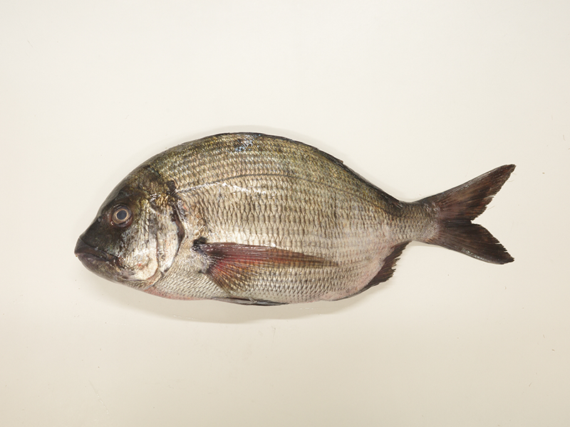 El sargo, un pescado azul semigraso