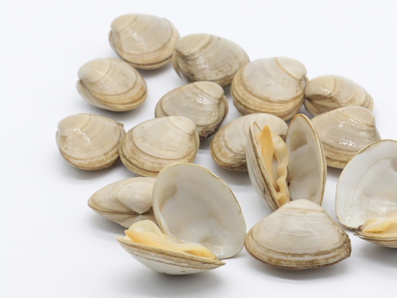 La almeja blanca (Spisula solida)